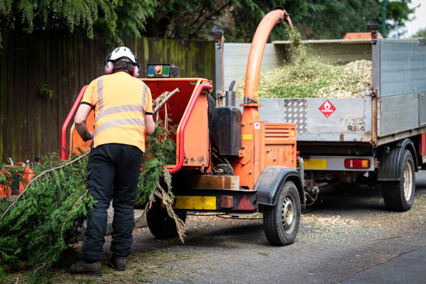 Best Tree Branch Trimming  in USA